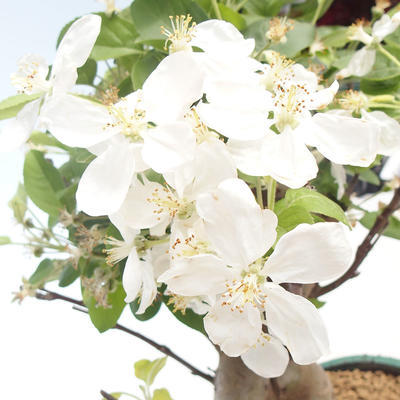 Outdoor bonsai - Malus halliana - Small Apple VB2020-449 - 5