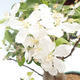 Outdoor bonsai - Malus halliana - Small Apple VB2020-431 - 5/5