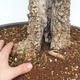 Indoor bonsai - Olea europaea sylvestris -Oliva European small leaf PB220640 - 5/7