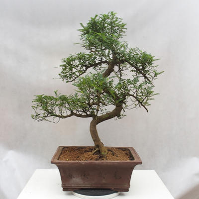 Room bonsai - Zantoxylum piperitum - Pepřovník - 5