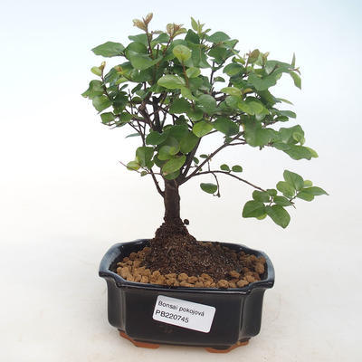 Indoor bonsai - Sagerécie thea - Sagerécie thea PB220745 - 5