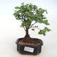 Indoor bonsai - Sagerécie thea - Sagerécie thea PB220745 - 5/5