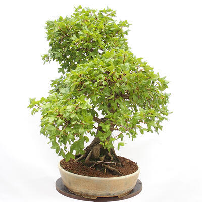 Outdoor bonsai - French Maple - Acer Nonspessulanum - 5