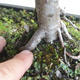 Outdoor bonsai - Malus sp. - Small-fruited apple tree - 5/5