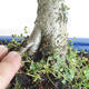 Outdoor bonsai - Malus sp. - Small-fruited apple tree - 5/5