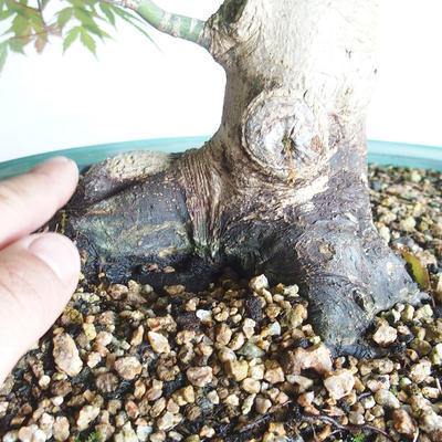 Acer palmatum - Palm Maple - 5