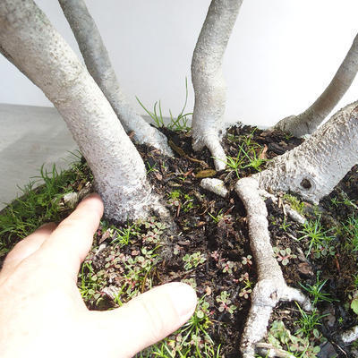 Outdoor bonsai - Fagus sylvatica - European beech - 5