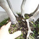 Outdoor bonsai - Fagus sylvatica - European beech - 5/5