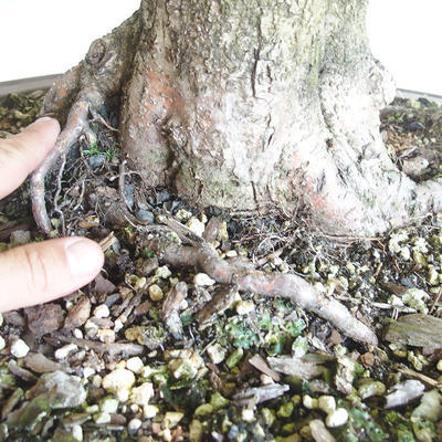 Outdoor bonsai - Linden - Tilia cordata - 5