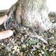 Outdoor bonsai - Linden - Tilia cordata - 5/5
