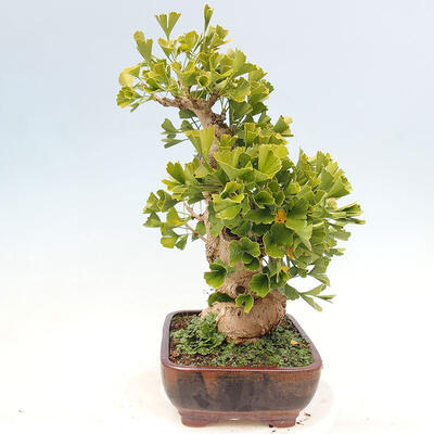 Outdoor bonsai - Ginkgo biloba - Ginkgo biloba - 5