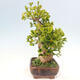 Outdoor bonsai - Ginkgo biloba - Ginkgo biloba - 5/5