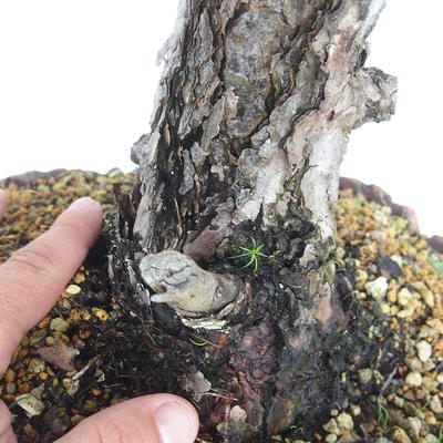 Outdoor bonsai - Pinus Sylvestris - Scots pine - 5