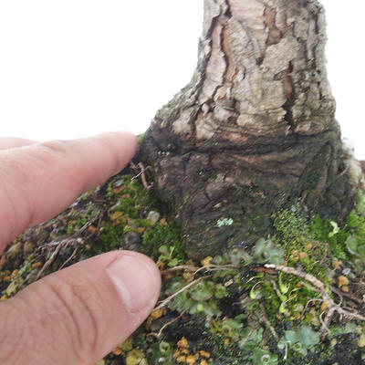 Outdoor bonsai - Pinus Mugo - Kneeling Pine - 5