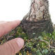 Outdoor bonsai - Pinus Mugo - Kneeling Pine - 5/5