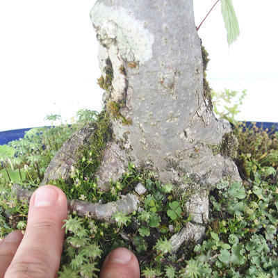 Outdoor bonsai - Linden - Tilia cordata - 5