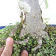 Outdoor bonsai - Linden - Tilia cordata - 5/5