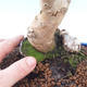 Outdoor bonsai - Malus halliana - Malplate apple tree - 5/5