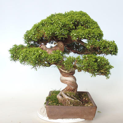 Outdoor bonsai - Juniperus chinensis Itoigava-Chinese juniper - 5