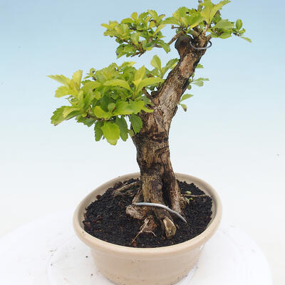 Indoor bonsai - Duranta erecta Aurea - 5