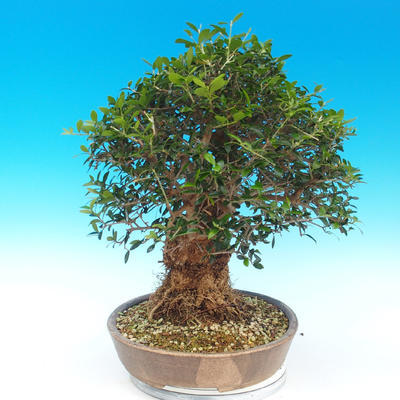 Indoor bonsai - Olea europaea sylvestris -Oliva european tiny - 5