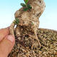 Indoor bonsai - Olea europaea sylvestris -Oliva european tiny - 5/5