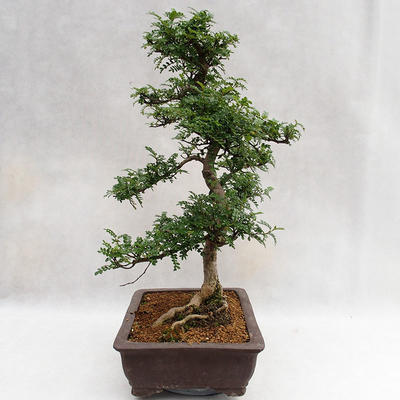Indoor bonsai - Zantoxylum piperitum - Pepper tree PB2191200 - 5