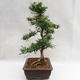 Indoor bonsai - Zantoxylum piperitum - Pepper tree PB2191200 - 5/5