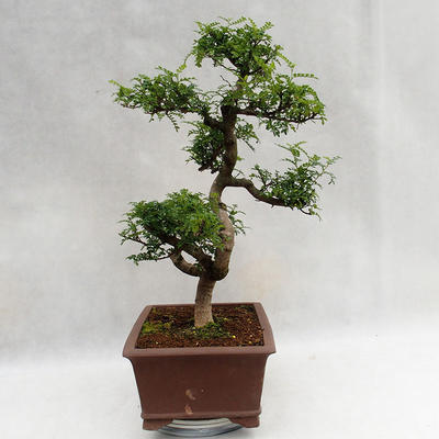Indoor bonsai - Zantoxylum piperitum - Pepper tree PB2191201 - 5