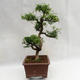 Indoor bonsai - Zantoxylum piperitum - Pepper tree PB2191201 - 5/5
