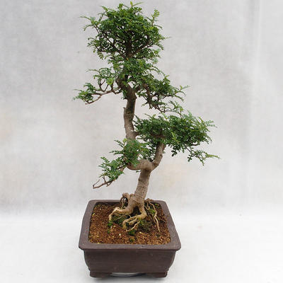 Indoor bonsai - Zantoxylum piperitum - Pepper tree PB2191202 - 5