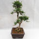 Indoor bonsai - Zantoxylum piperitum - Pepper tree PB2191202 - 5/5