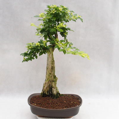 Indoor bonsai - Duranta erecta Aurea PB2191203 - 5