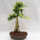 Indoor bonsai - Duranta erecta Aurea PB2191203 - 5/7