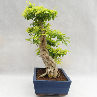 Indoor bonsai - Duranta erecta Aurea PB2191206 - 5