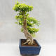 Indoor bonsai - Duranta erecta Aurea PB2191206 - 5/7