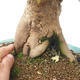Outdoor bonsai - Maple Buergerianum - Burger Maple - 5/5