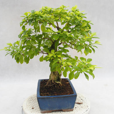 Indoor bonsai - Duranta erecta Aurea PB2191208 - 5
