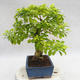 Indoor bonsai - Duranta erecta Aurea PB2191208 - 5/6