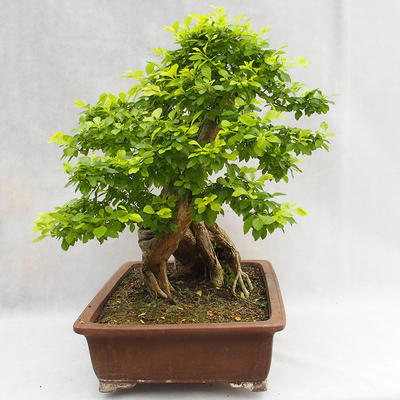 Indoor bonsai - Duranta erecta Aurea PB2191210 - 5