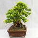 Indoor bonsai - Duranta erecta Aurea PB2191210 - 5/7