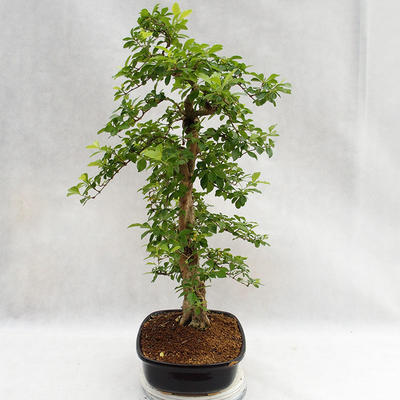 Indoor bonsai - Duranta erecta Aurea PB2191211 - 5
