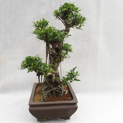 Indoor bonsai - Ficus kimmen - small leaf ficus PB2191216 - 5