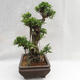Indoor bonsai - Ficus kimmen - small leaf ficus PB2191216 - 5/6