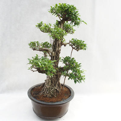 Indoor bonsai - Ficus kimmen - small leaf ficus PB2191217 - 5