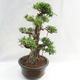 Indoor bonsai - Ficus kimmen - small leaf ficus PB2191217 - 5/6