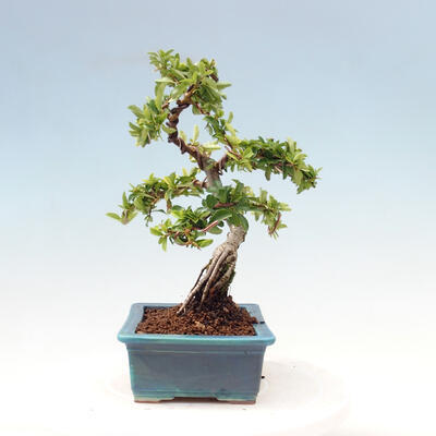 Outdoor bonsai-Pyracanta Teton -Hawthorn - 5