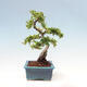 Outdoor bonsai-Pyracanta Teton -Hawthorn - 5/5