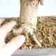 Outdoor bonsai - Ginkgo biloba - 5/5