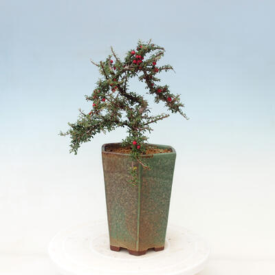Outdoor bonsai-Cotoneaster microcarpa var.thymifolius-Skalník - 5